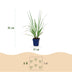 Green boutiQ - Gräser - Pennisetum alop. Black Beauty - Lampenputzergras - Mit Blüte - Grün - 6 Pflanzen - Topf 11cm - Höhe 15-25cm Bild 3