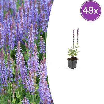 48x Salvia nem. 'Caradonna' - 10-25cm - Ø9cm