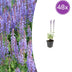48x Salvia nem. 'Caradonna' - 10-25cm - Ø9cm Bild 1