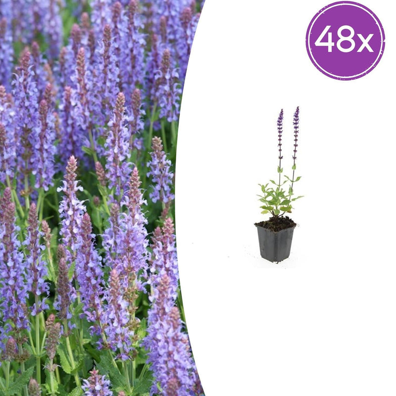 48x Salvia nem. 'Caradonna' - 10-25cm - Ø9cm