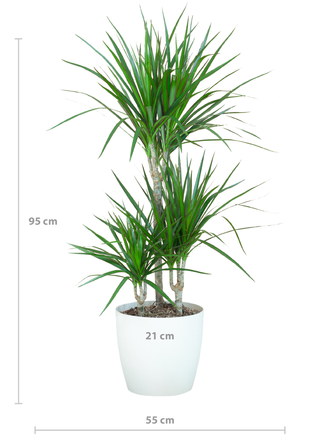 Dracaena Marginta mit Potter Weiß - 95cm - Ø21