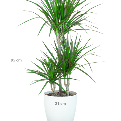 Dracaena Marginata mit weißem Topf - 95 cm