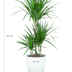 Dracaena Marginata mit weißem Topf - 95 cm Bild 2