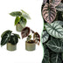3x Alocasia Tricolour Baby Pflanzen - Ø6cm Bild 2