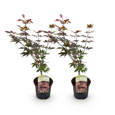 GreenboutiQ Japanischer Ahorn 'Atropurpureum' - Lila, 2 Pflanzen, 70cm