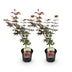 GreenboutiQ Japanischer Ahorn 'Atropurpureum' - Lila, 2 Pflanzen, 70cm Bild 2
