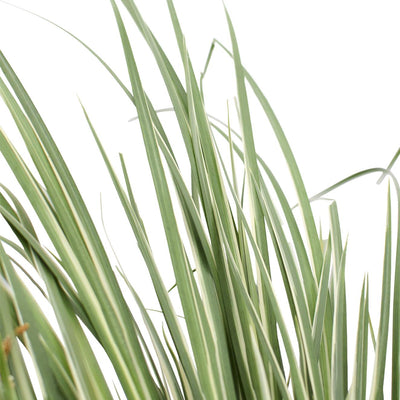 Acorus gramineus 'Argenteostriatus' - Eleganter Blatt-Akzent für Ihr Zuhause