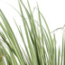 Acorus gramineus 'Argenteostriatus' - Eleganter Blatt-Akzent für Ihr Zuhause Bild 2