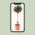 Gewöhnliche Olive (Olea) - Ø22cm, 100cm hoch, sonnenliebend Bild 5