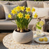GreenboutiQ - Blumenzwiebeln - Narcis Carlton - Bulbs Hardy Perennial - Farbe Gelb - 15 Stück - Knollengröße 12/14 - XXL Pack Bild 3