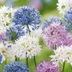 15x Allium Buzzing Beauties Zwiebeln - Sommerblüher für Bienen & Schmetterlinge Bild 1