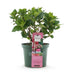 Hortensie Magical Green Fire - Rosa Grün - 6-10 Blumen - 55cm Bild 2