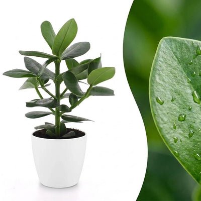 Green boutiQ - Clusia Princess - Clusia - 1 Plant - with Potter Wit - Pot 12cm - Height - 40cm