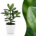 Green boutiQ - Clusia Princess - Clusia - 1 Pflanze - mit Potter Wit - Topf 12cm - Höhe - 40cm Bild 1