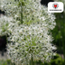 Allium White Giant (5 Stück) – Weiße Riesen-Zwiebelblumen Bild 2