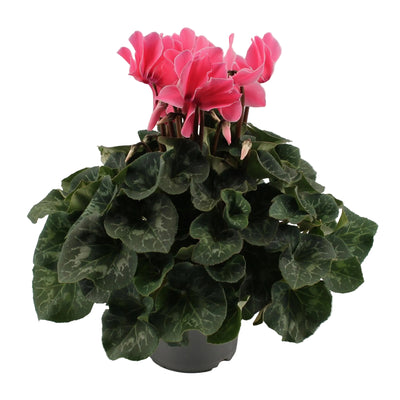 Cyclamen Hellrosa, Ø17cm, ↕40cm - Eleganter Blüher für Ihr Zuhause