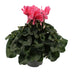 Cyclamen Hellrosa, Ø17cm, ↕40cm - Eleganter Blüher für Ihr Zuhause Bild 1