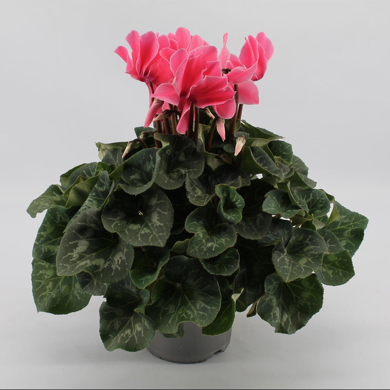 Cyclamen Hellrosa, Ø17cm, ↕40cm - Eleganter Blüher für Ihr Zuhause