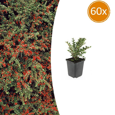 60x Cotoneaster horizontalis - ↕10-25cm - Ø9cm