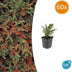 60x Cotoneaster horizontalis - ↕10-25cm - Ø9cm Bild 1