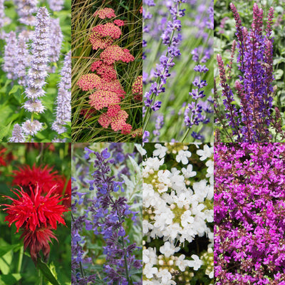 Green boutiQ - Perennials - Border Package - Fragrant - Various - Types and Colors - 6 Plants - Pot 11cm - Height 15-25cm