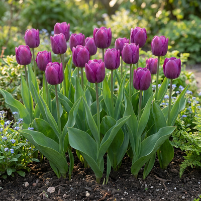 15x Tulipa Triumph Purple - Triumph-Tulpe - Lila - Frühlingsblüher - Zwiebelgröße 11/12