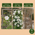 2x Clematis mont. 'Wilsonii' – Weiß – Kletterpflanze – Ø9cm Bild 5
