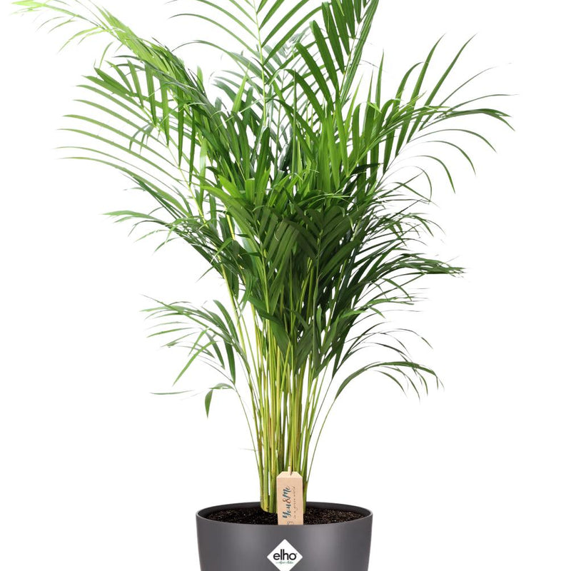 Dypsis Lutescens (Areca) Palme Ø24cm, ↕110cm, Anthrazit Topf