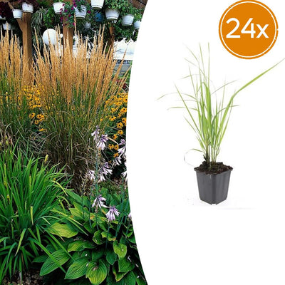 24x Federgras 'Karl Foerster' - 10-25cm - Ø9cm Topf
