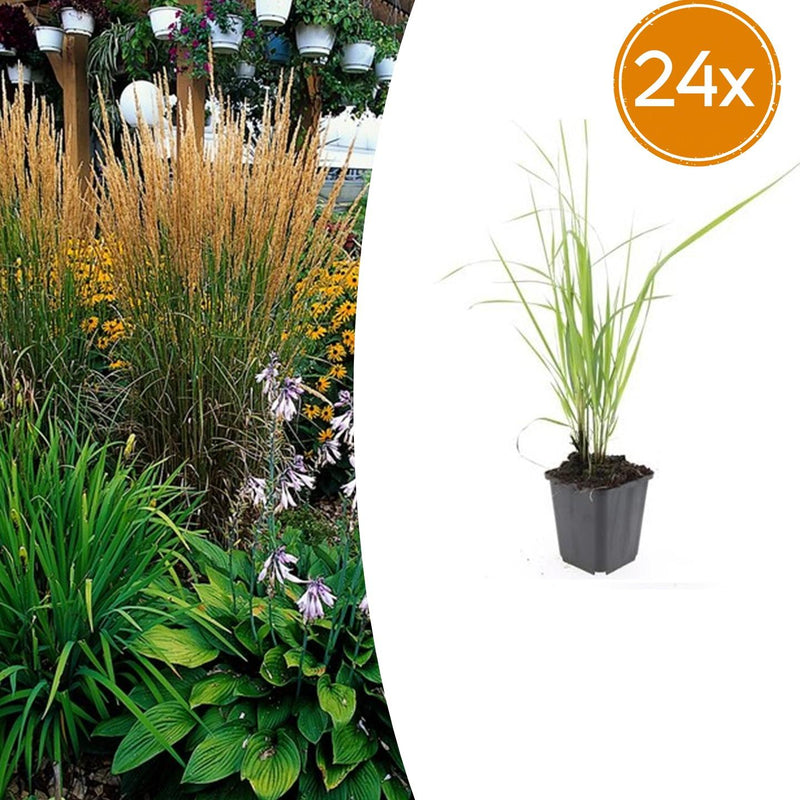 24x Federgras 'Karl Foerster' - 10-25cm - Ø9cm Topf