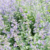 24x Katzenminze (Nepeta faassenii) - 10-25cm, Ø9cm Bild 7
