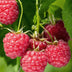 Bio Himbeere 'Malling Promise' - Ø13cm - ↕45cm Bild 4
