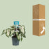 Caladium Wit - Engelsflügel - Ø12cm - ↕25cm Bild 4
