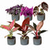 Baby Paradise Mix: 6 tropische Zimmerpflanzen, bunte Vielfalt (Ø6cm) Bild 2