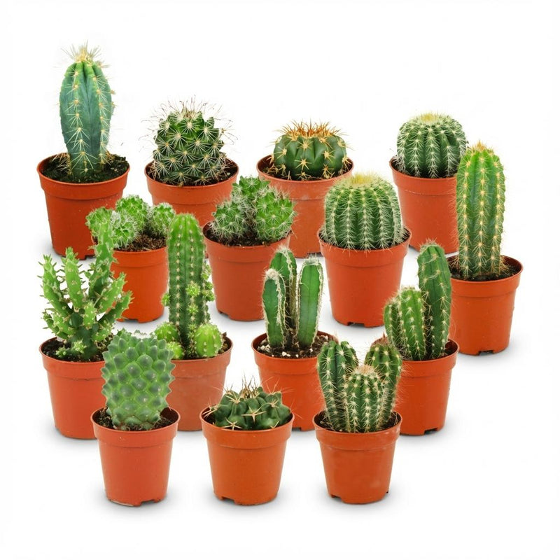 Mini Kakteen Set: 15 Stück, Ø 5.5 cm, 5-10 cm Höhe