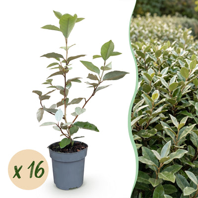 Green boutiQ - 16x Eleagnus ebbingei Compacta - Ölweide - Heckenpflanzen - Immergrün - Grau - Topf 9cm - Höhe 25-35cm