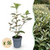 Green boutiQ - 16x Eleagnus ebbingei Compacta - Ölweide - Heckenpflanzen - Immergrün - Grau - Topf 9cm - Höhe 25-35cm Bild 9