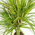 Dracaena Marginata (Drachenbaum) Ø21cm - ↕110cm Bild 4