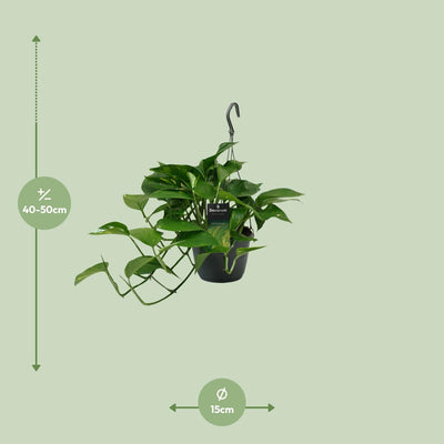 Scindapsus (Epipremnum) - 15cm Topf - 45cm hoch