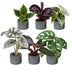 Baby Jungle Mix: 6 Tropische Zimmerpflanzen (Ø6cm) Bild 2