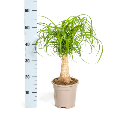 Beaucarnea Recurvata Elefantenfuß Stamm Ø17cm, 40-60cm