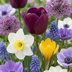 125 Zwiebel-Gartenmischung: Farbenfrohes Blütenmeer im Frühling Bild 1