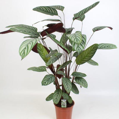 Ctenanthe Oppenheimiana - Zebra Pflanze, Ø21cm, ↕100cm