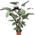 Ctenanthe Oppenheimiana - Zebra Pflanze, Ø21cm, ↕100cm Bild 1