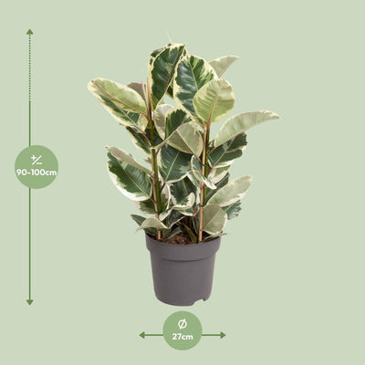 Ficus Elastica Tineke Gummibaum, Ø27cm, ↕100cm, Mehrfarbig