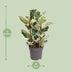 Ficus Elastica Tineke Gummibaum, Ø27cm, ↕100cm, Mehrfarbig Bild 2