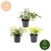3x Epipremnum Tricolour (6cm Topf) - Tropische Blattschönheiten Bild 5