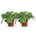 Maranta Fascinator Kerchoveana: 2 Gebetspflanzen im 12cm Topf Bild 2