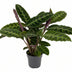 Calathea Warscewiczii, Houseplant in 14cm Pot, 50cm Tall Bild 1