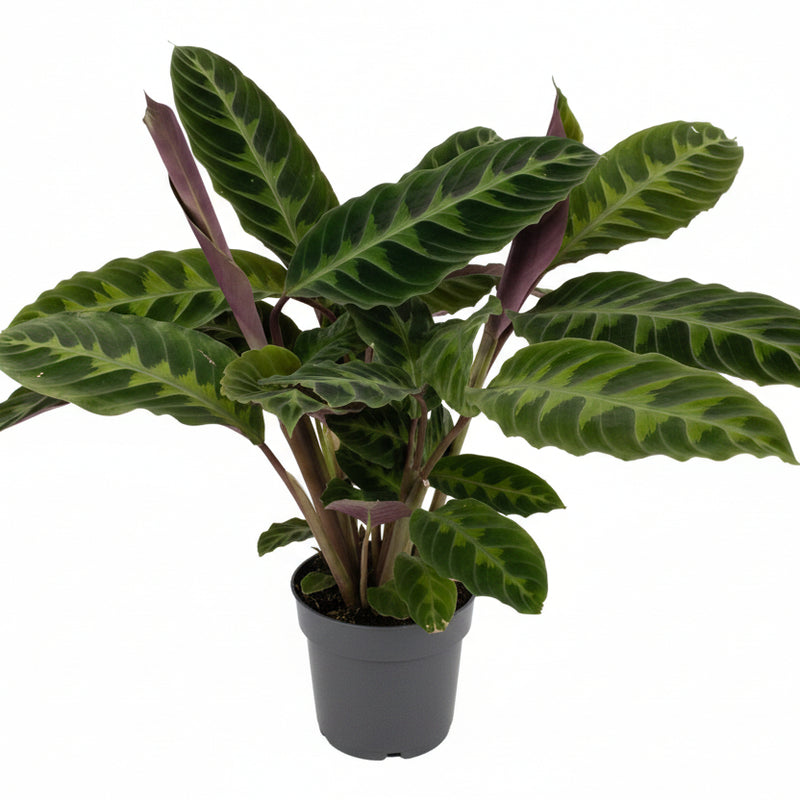 Calathea Warscewiczii, Houseplant in 14cm Pot, 50cm Tall
